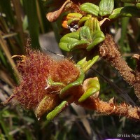 Osbeckia buxifolia Arn.